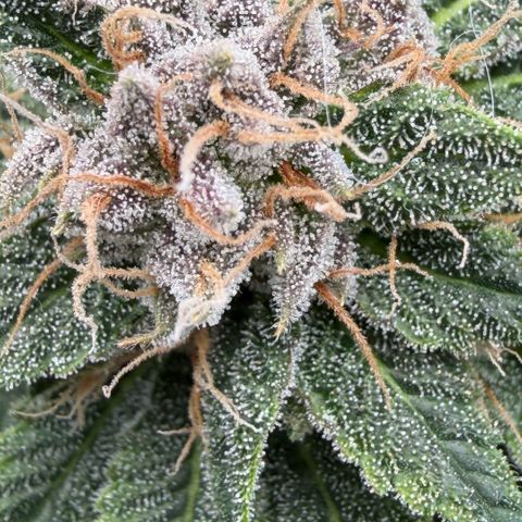 Tropicana Banana  growlog timeline photo