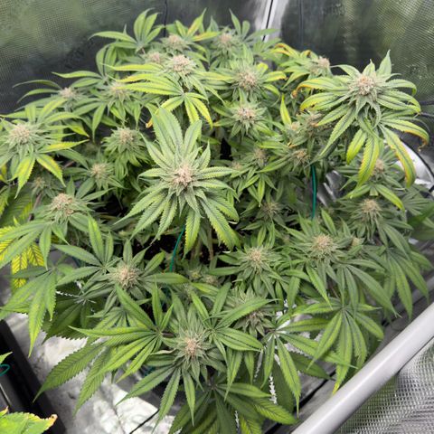 Tropicana Banana  growlog timeline photo