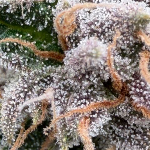 Tropicana Banana  growlog timeline photo