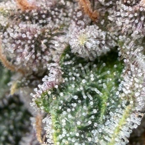 Tropicana Banana  growlog timeline photo