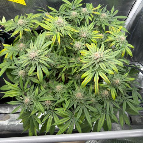 Tropicana Banana  growlog timeline photo