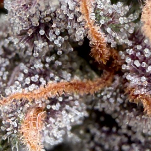 Tropicana Banana  growlog timeline photo
