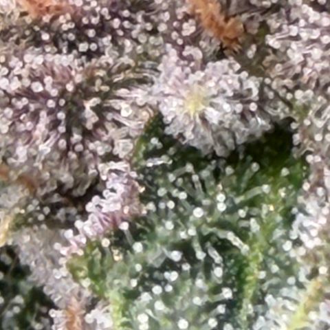 Tropicana Banana  growlog timeline photo