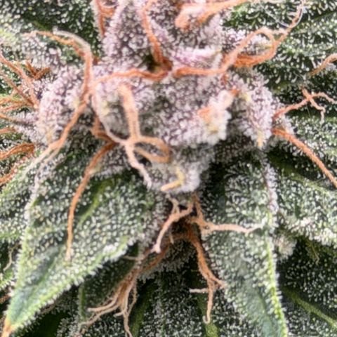 Tropicana Banana  growlog timeline photo