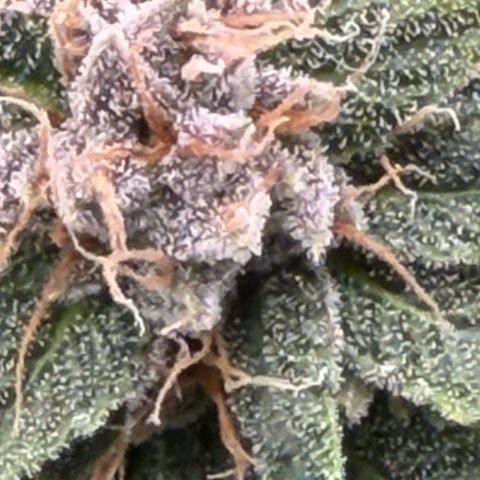 Tropicana Banana  growlog timeline photo