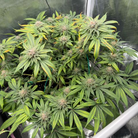 Tropicana Banana  growlog timeline photo