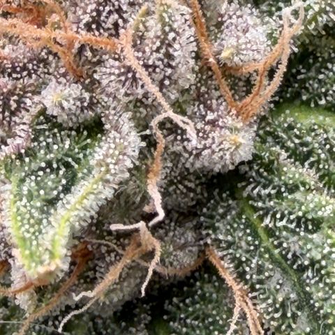 Tropicana Banana  growlog timeline photo