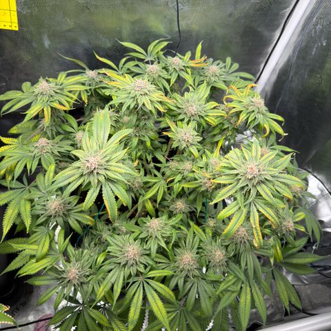 Tropicana Banana  growlog timeline photo