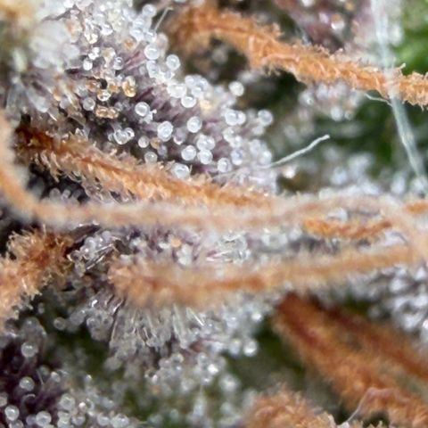 Tropicana Banana  growlog timeline photo