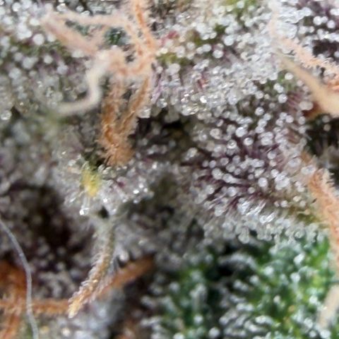 Tropicana Banana  growlog timeline photo