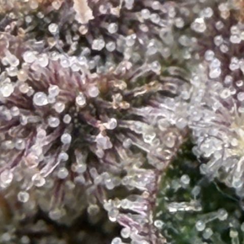 Tropicana Banana  growlog timeline photo