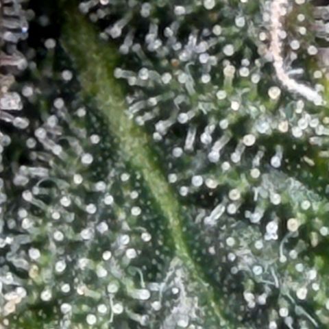 Tropicana Banana  growlog timeline photo