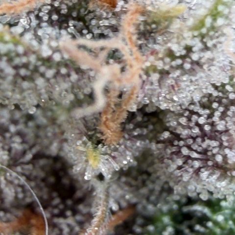 Tropicana Banana  growlog timeline photo
