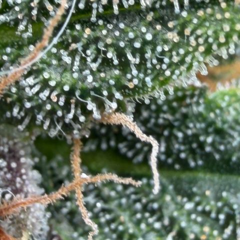 Tropicana Banana  growlog timeline photo