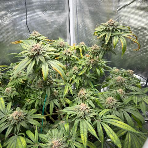 Tropicana Banana  growlog timeline photo