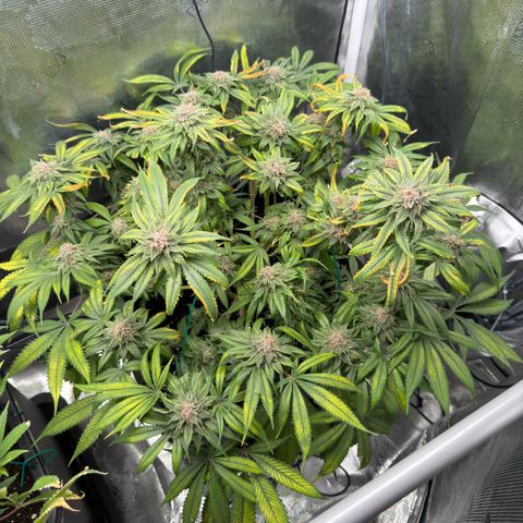 Tropicana Banana  growlog timeline photo