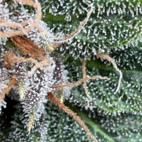 Tropicana Banana  growlog timeline photo