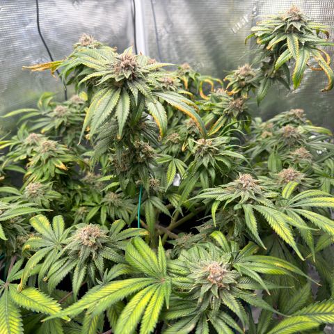 Tropicana Banana  growlog timeline photo