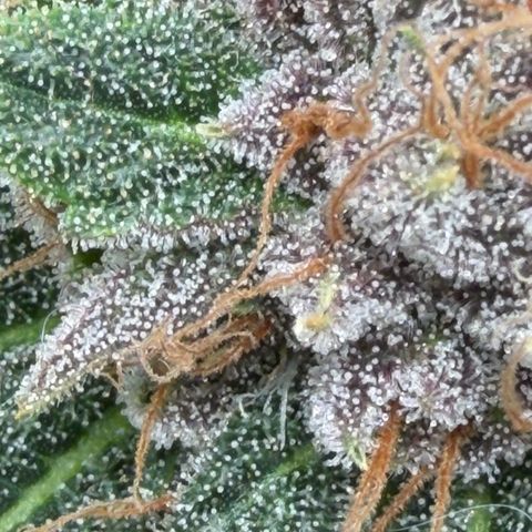 Tropicana Banana  growlog timeline photo