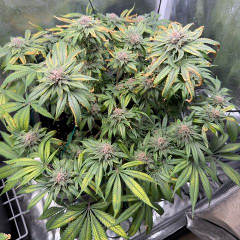 Tropicana Banana  growlog timeline photo