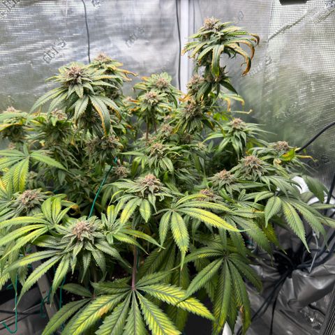 Tropicana Banana  growlog timeline photo