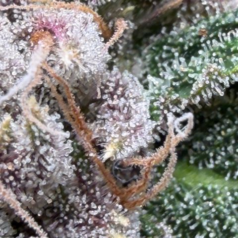 Tropicana Banana  growlog timeline photo