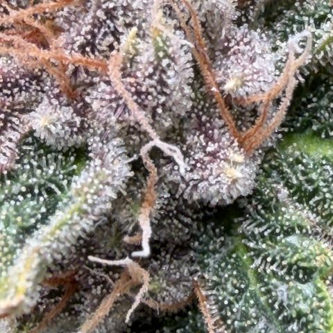 Tropicana Banana  growlog timeline photo