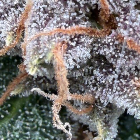 Tropicana Banana  growlog timeline photo