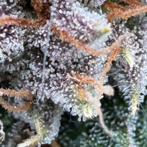 Tropicana Banana  growlog timeline photo