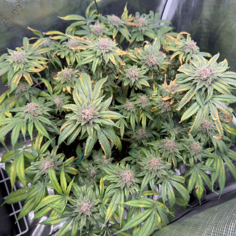 Tropicana Banana  growlog timeline photo