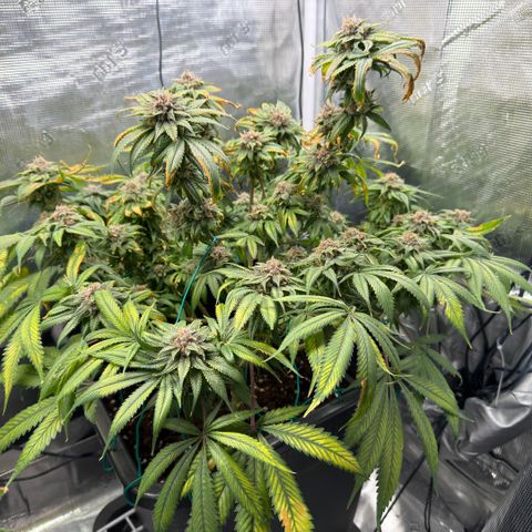 Tropicana Banana  growlog timeline photo