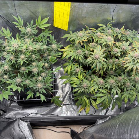 Tropicana Banana  growlog timeline photo