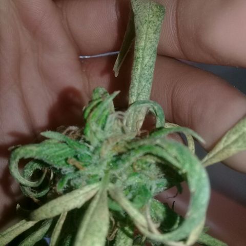 Ryan og  (punta roja) growlog photo: Cosechada 