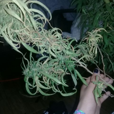 Ryan og  (punta roja) growlog photo: Cosechada 