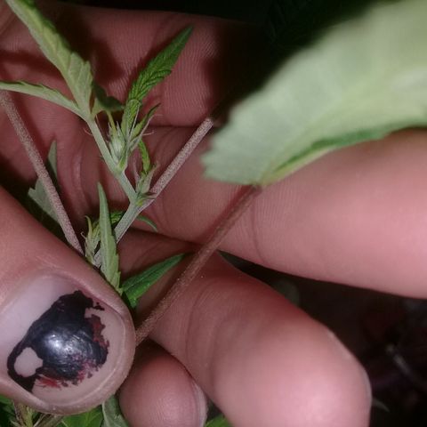 Ryan og  (punta roja) growlog photo: Cosechada 