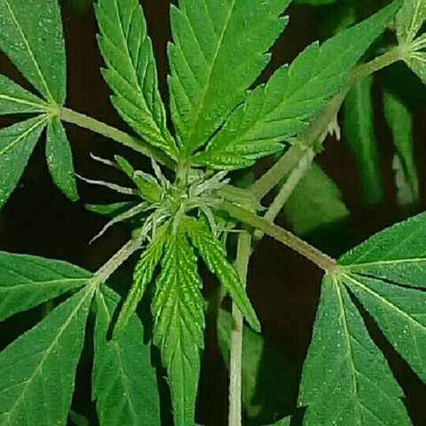 Ryan og  (punta roja) growlog timeline photo