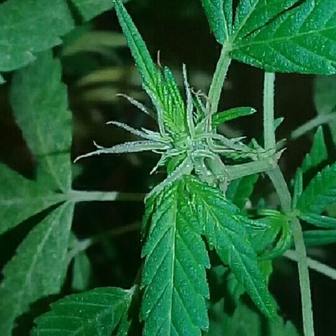 Ryan og  (punta roja) growlog timeline photo