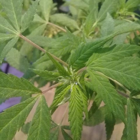 Ryan og  (punta roja) growlog timeline photo