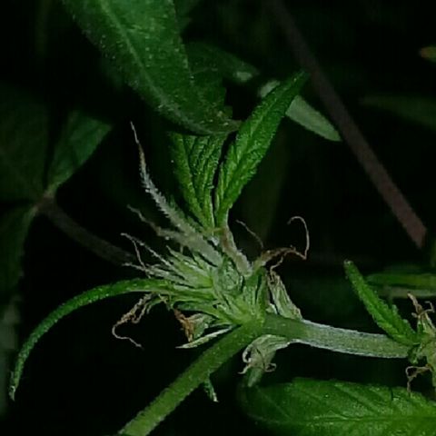 Super hut (punta azul ) growlog timeline photo