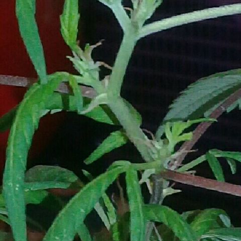 Super hut (punta azul ) growlog timeline photo