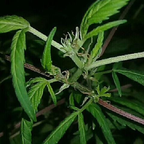 Super hut (punta azul ) growlog timeline photo