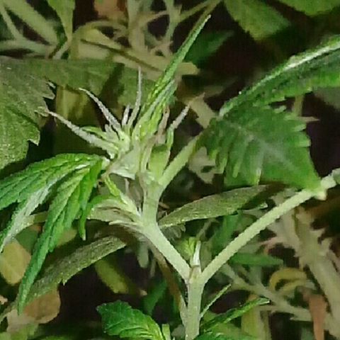 Ryan og  (punta roja) growlog timeline photo