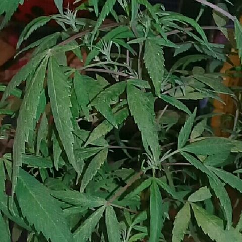 Super hut (punta azul ) growlog timeline photo