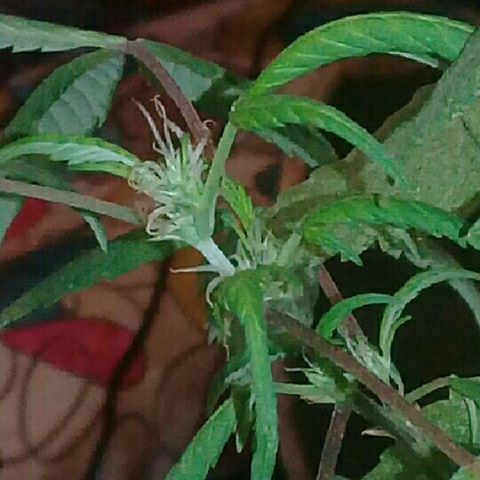 Super hut (punta azul ) growlog timeline photo