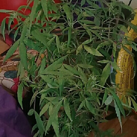Super hut (punta azul ) growlog timeline photo