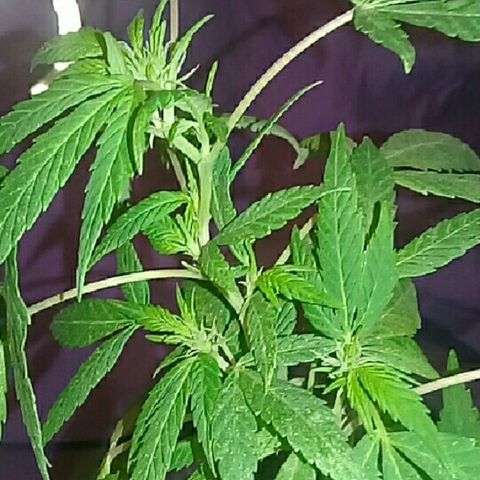 Ryan og  (punta roja) growlog timeline photo