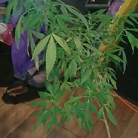 Ryan og  (punta roja) growlog timeline photo
