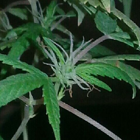 Super hut (punta azul ) growlog timeline photo