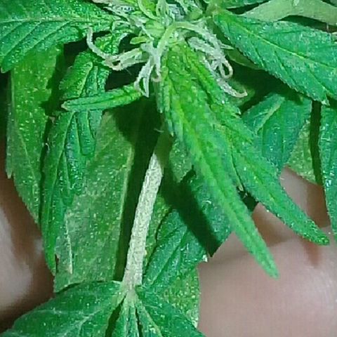 Ryan og  (punta roja) growlog timeline photo