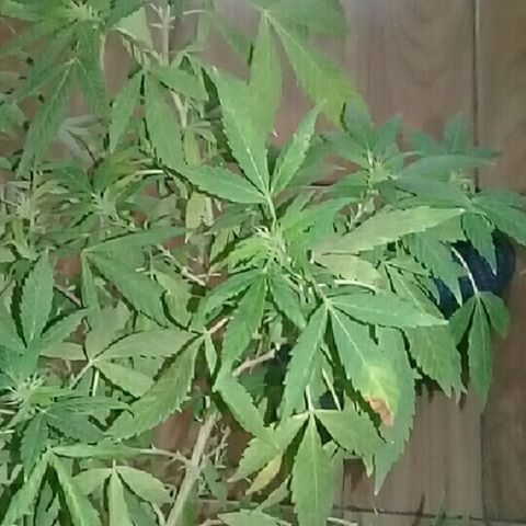 Ryan og  (punta roja) growlog timeline photo